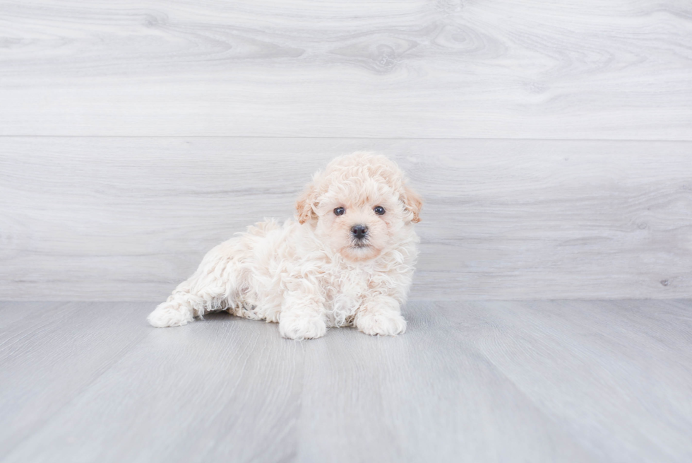 Best Maltipoo Baby