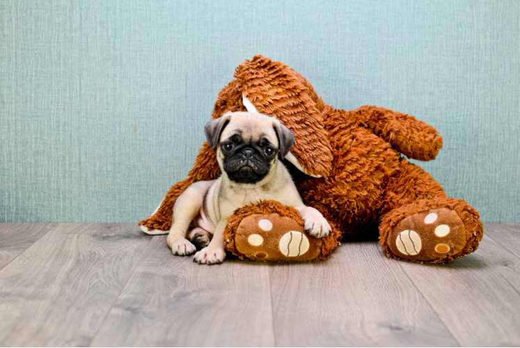 Pug Pup Being Cute