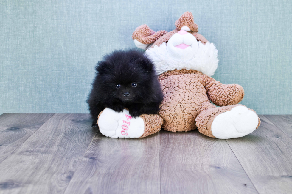 Pomeranian Puppy for Adoption