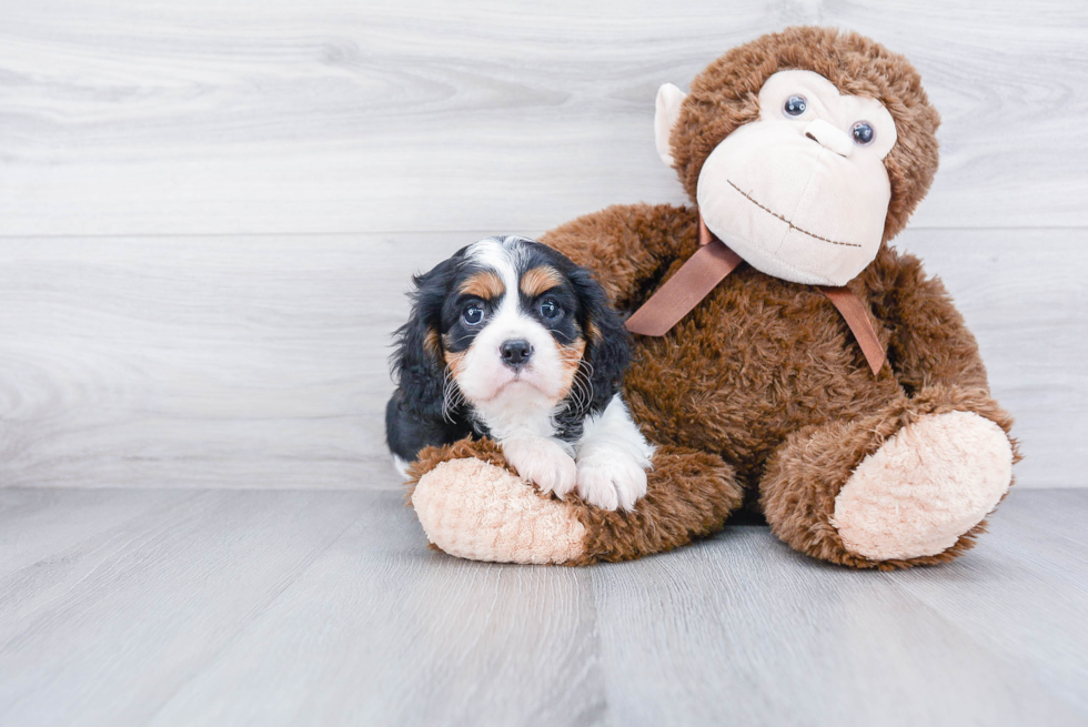 Small Cavalier King Charles Spaniel Purebred Pup