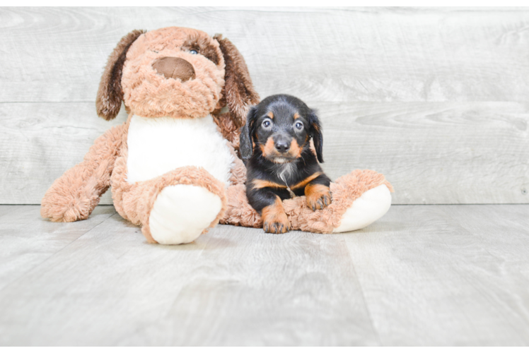 Best Dachshund Baby