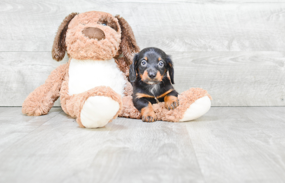 Best Dachshund Baby