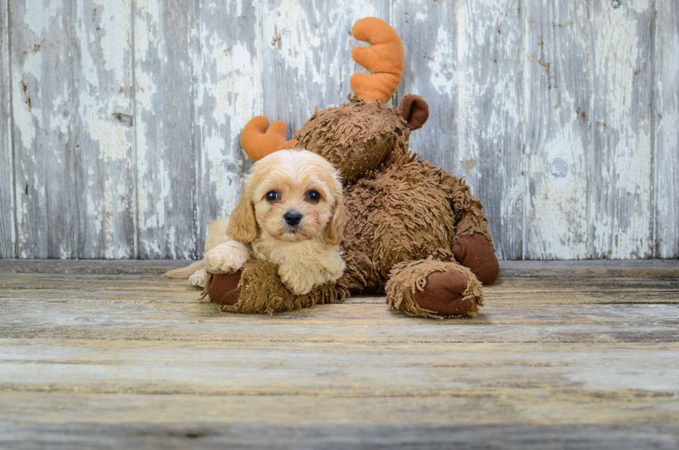 Cavachon Pup Being Cute