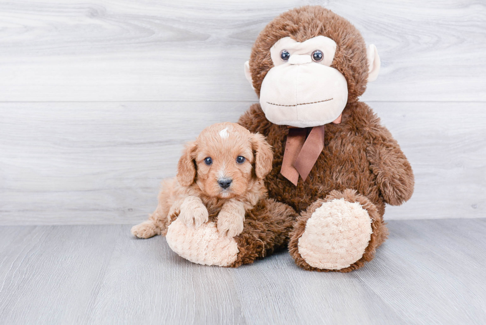 Petite Cavapoo Poodle Mix Pup