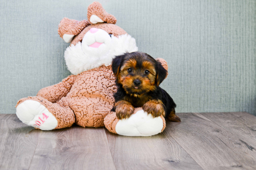 Meet Snickers - our Yorkshire Terrier Puppy Photo 