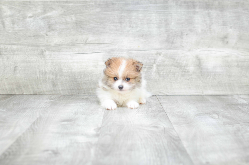 Fluffy Pomeranian Purebred Puppy