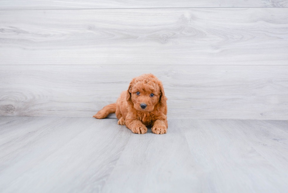 Mini Goldendoodle Puppy for Adoption