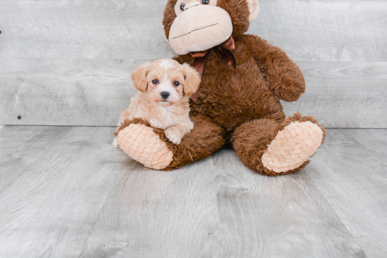 Maltipoo Puppy for Adoption