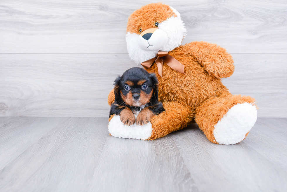 Best Cavalier King Charles Spaniel Baby