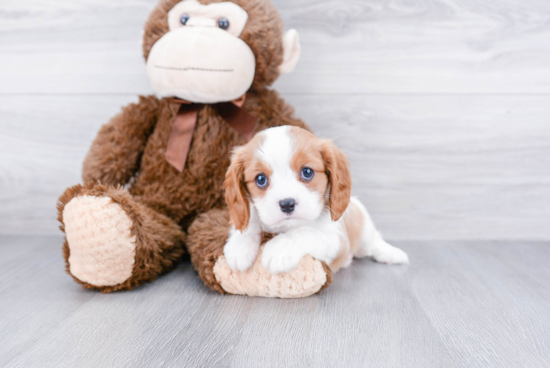 Adorable Cavalier King Charles Spaniel Purebred Puppy