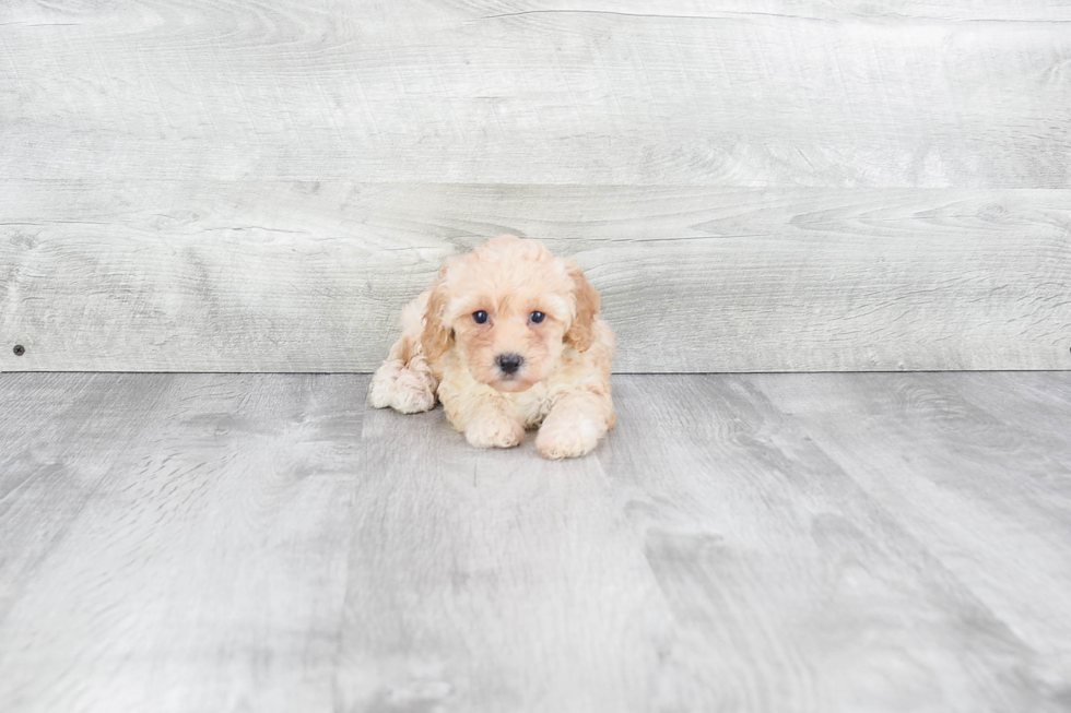 Sweet Maltipoo Baby