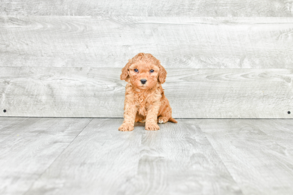 Popular Mini Goldendoodle Poodle Mix Pup