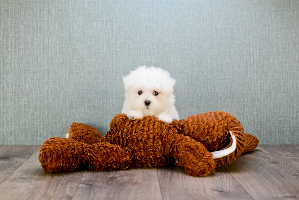 Maltipoo Puppy for Adoption