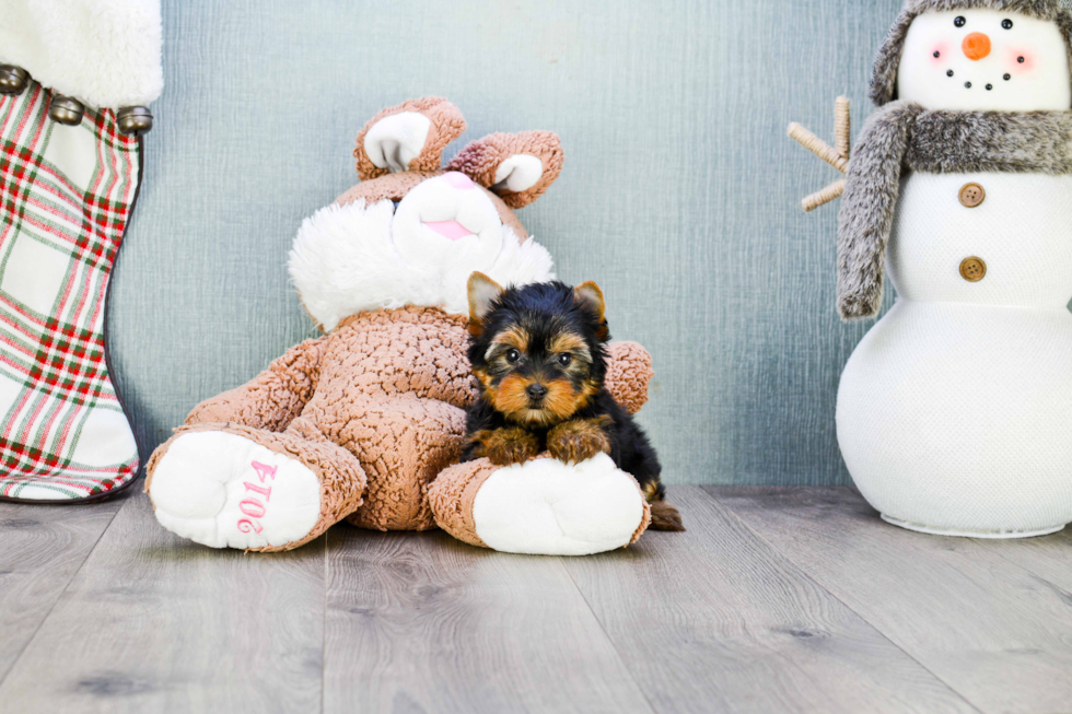 Meet Heidi - our Yorkshire Terrier Puppy Photo 