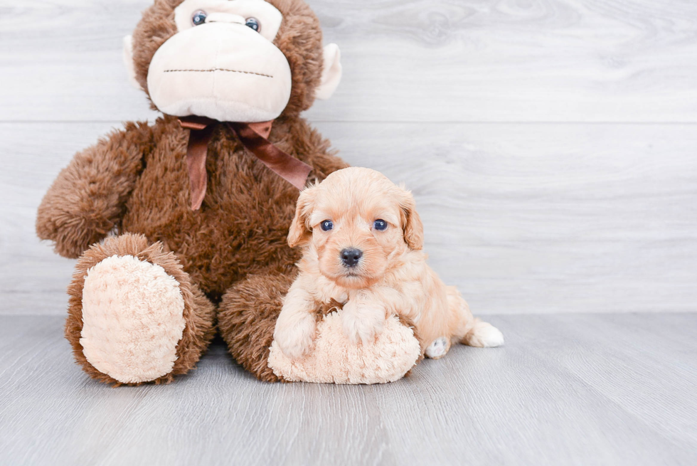 Little Cavoodle Poodle Mix Puppy