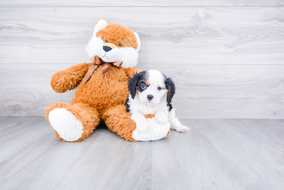 Cute Cavalier King Charles Spaniel Purebred Puppy