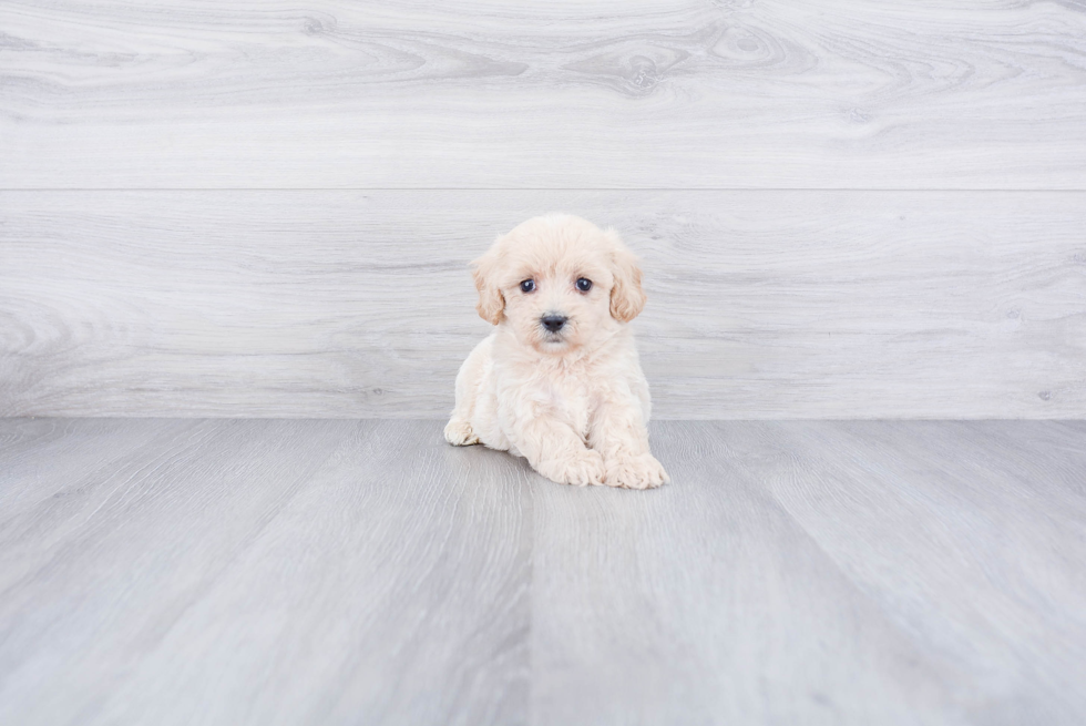 Maltipoo Pup Being Cute