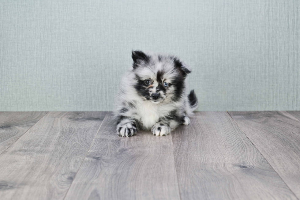 Hypoallergenic Pomeranian Baby