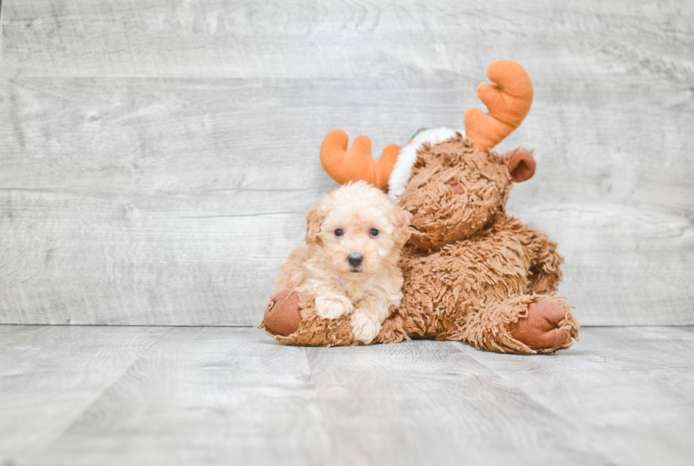 Little Poodle Purebred Pup