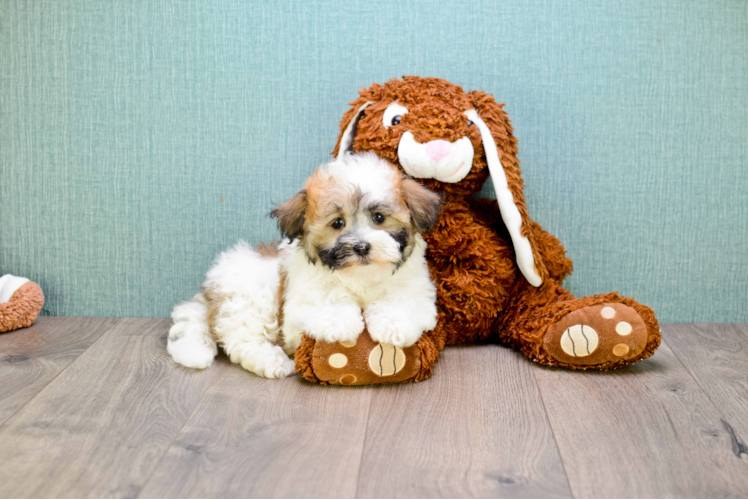 Small Havanese Baby