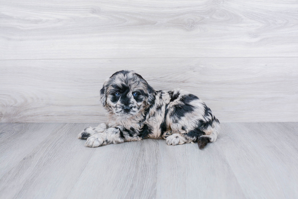 Mini Goldendoodle Pup Being Cute