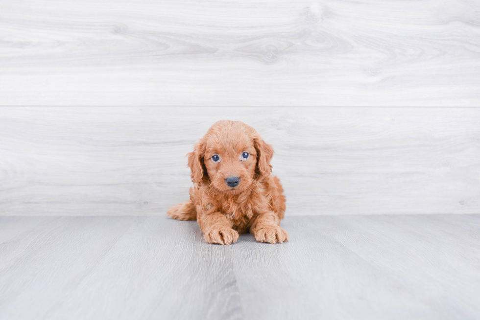 Friendly Mini Goldendoodle Baby