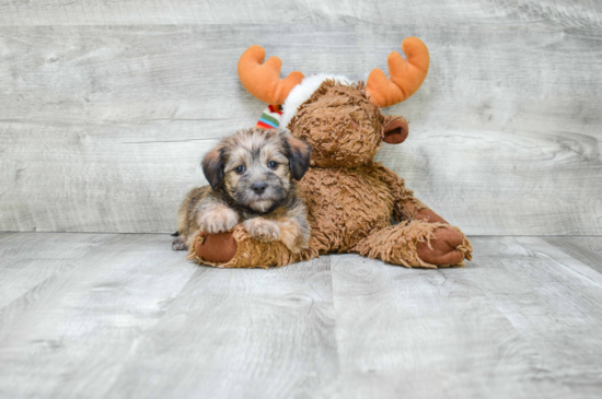 Morkie Pup Being Cute