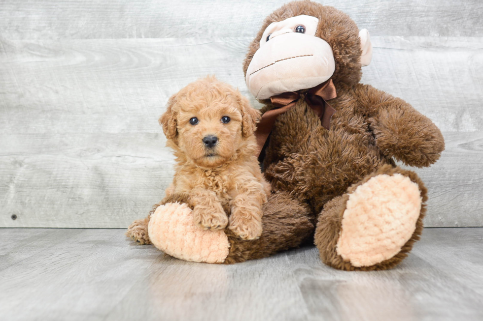 Playful Golden Retriever Poodle Mix Puppy