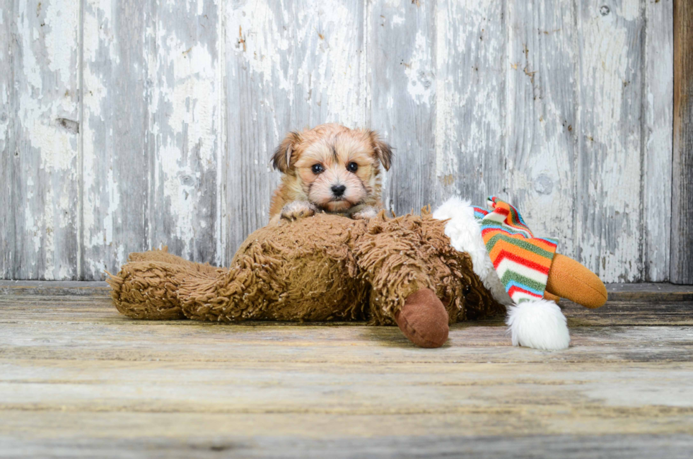 Best Morkie Baby