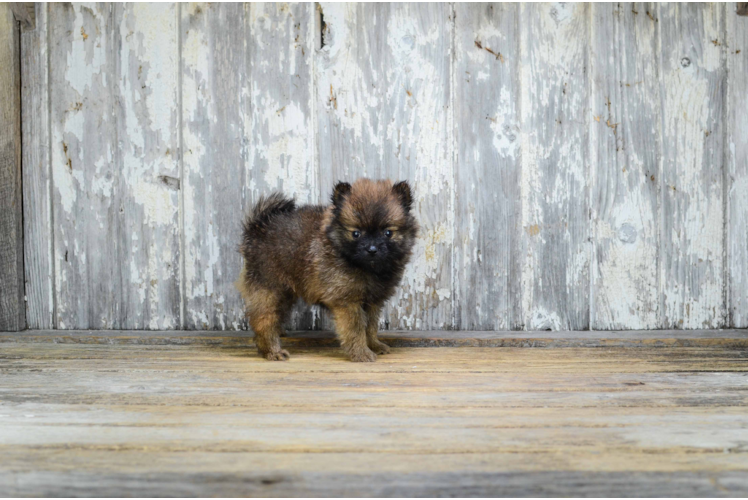 Hypoallergenic Pomeranian Purebred Pup