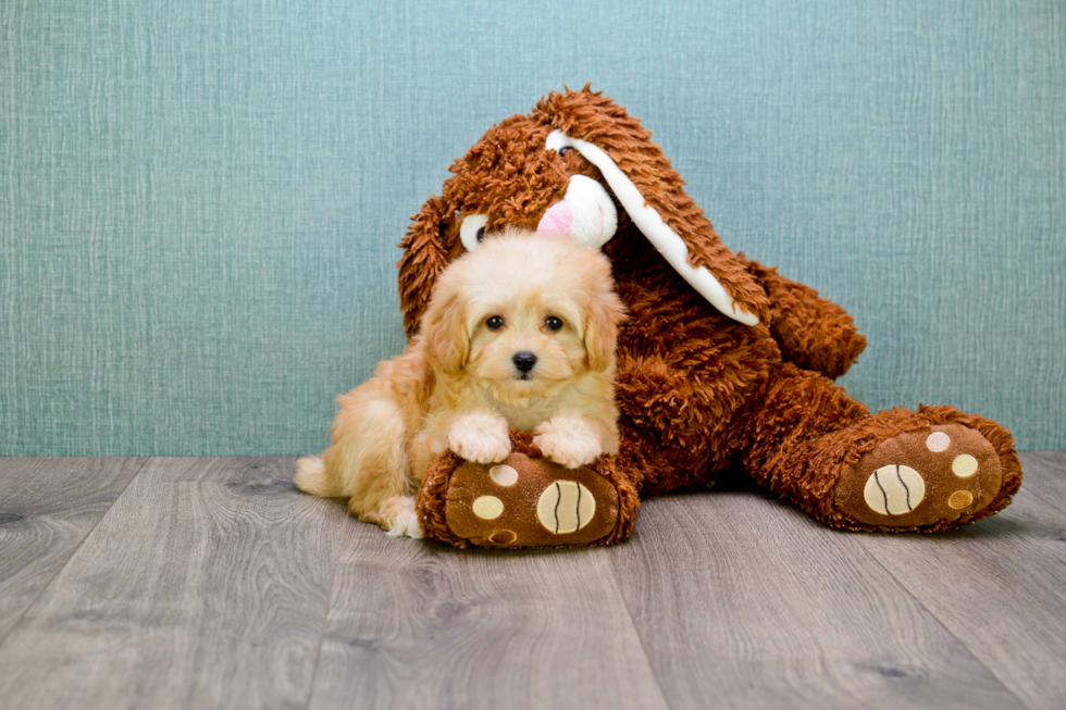 Maltipoo Pup Being Cute