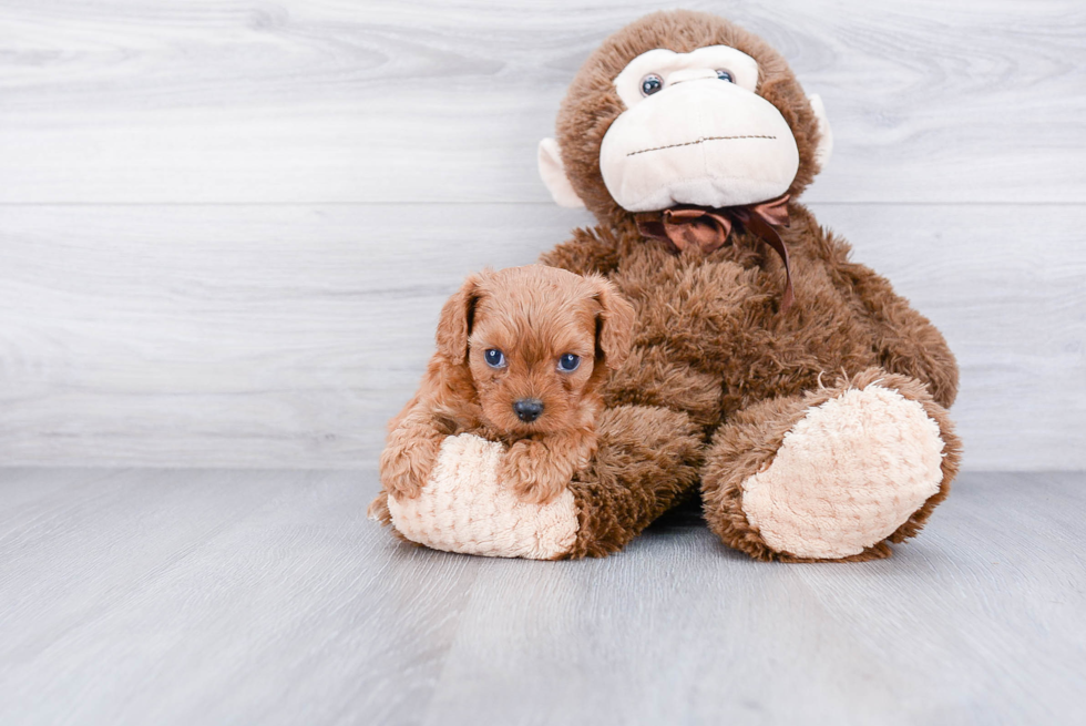 Best Cavapoo Baby