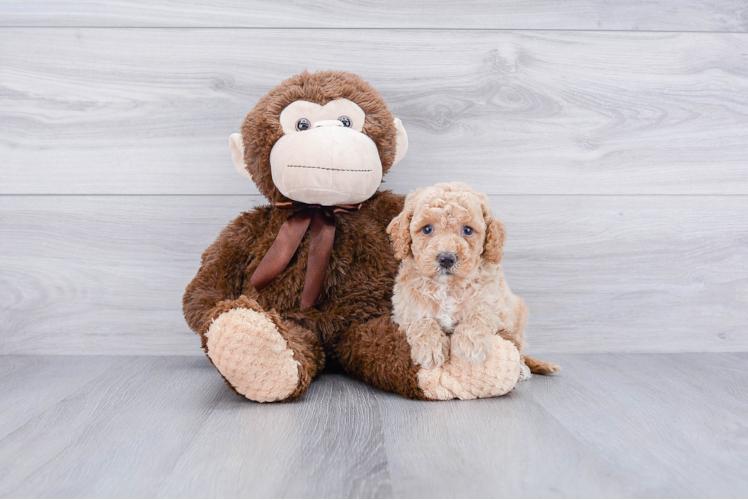 Best Mini Goldendoodle Baby