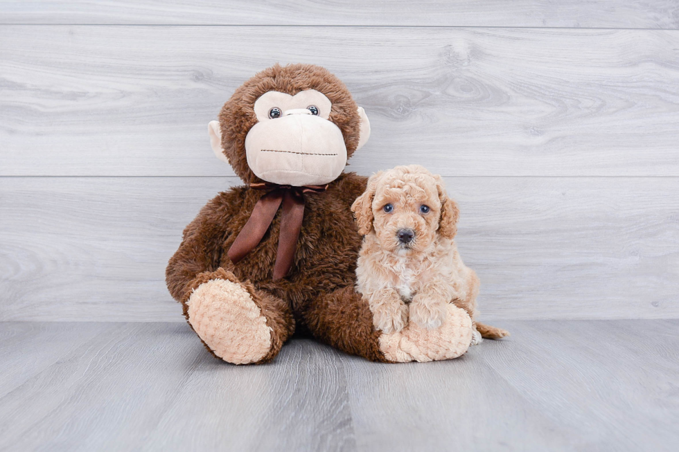 Best Mini Goldendoodle Baby