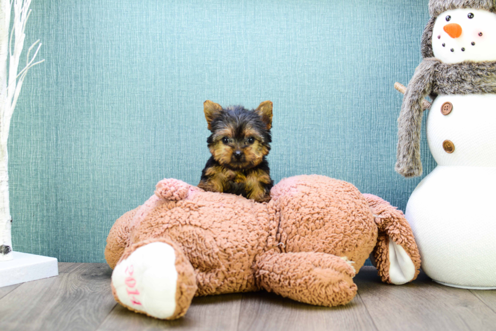 Meet Micro-Teacup-Alexandria - our Yorkshire Terrier Puppy Photo 