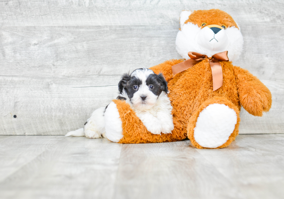 Popular Teddy Bear Designer Pup