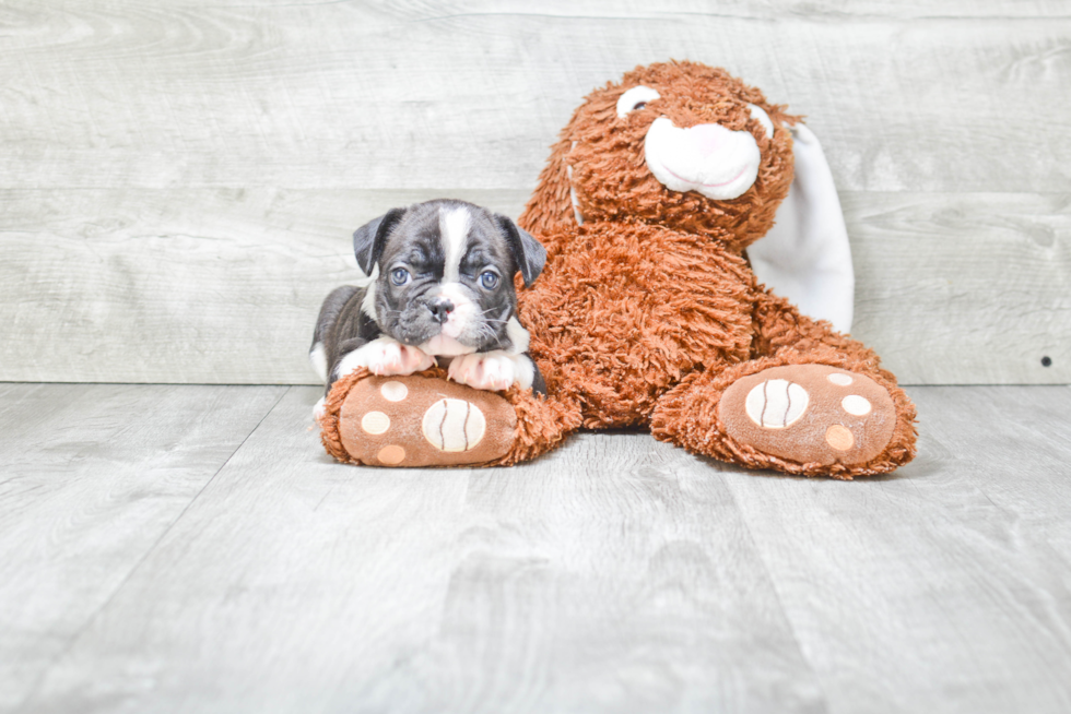 Little French Bulldog Baby