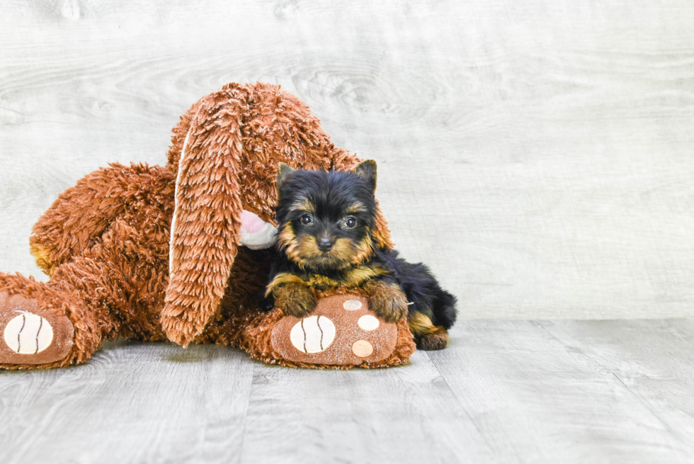 Meet Steph - our Yorkshire Terrier Puppy Photo 