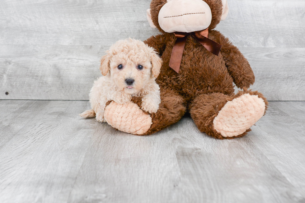 Hypoallergenic Maltese Poodle Poodle Mix Puppy