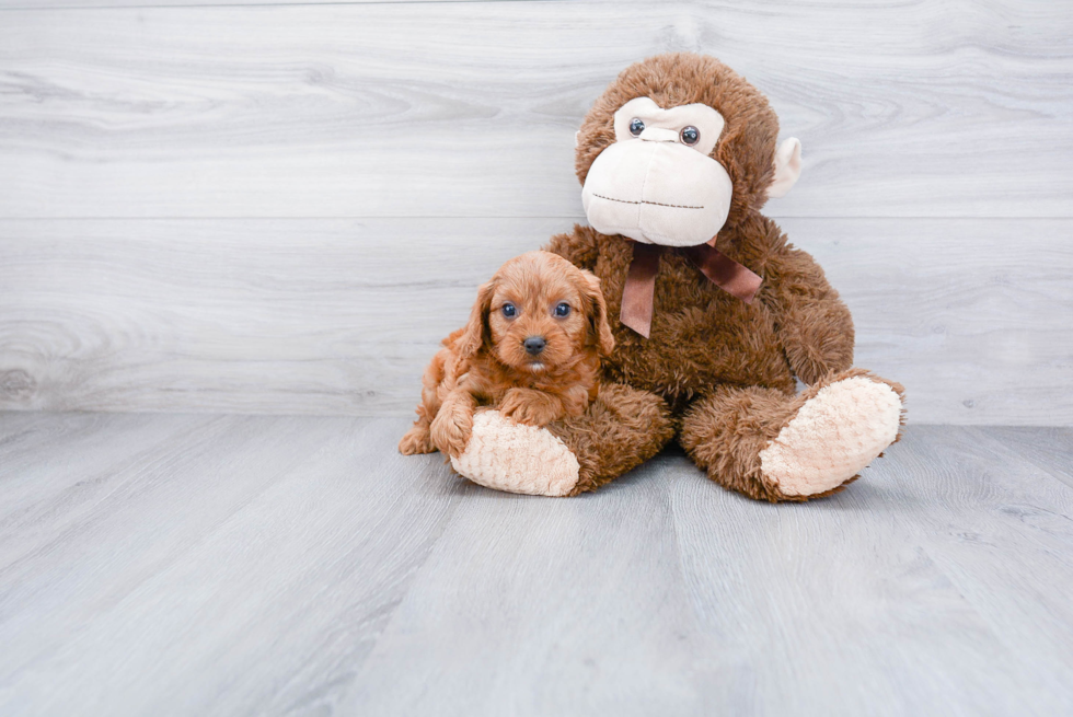 Sweet Cavapoo Baby