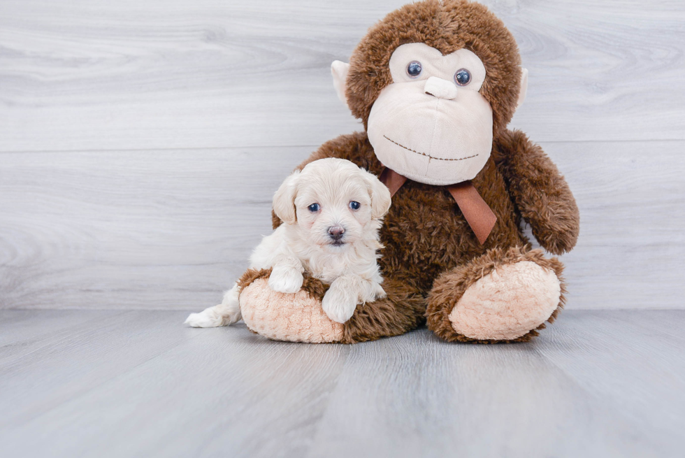 Funny Maltipoo Poodle Mix Pup