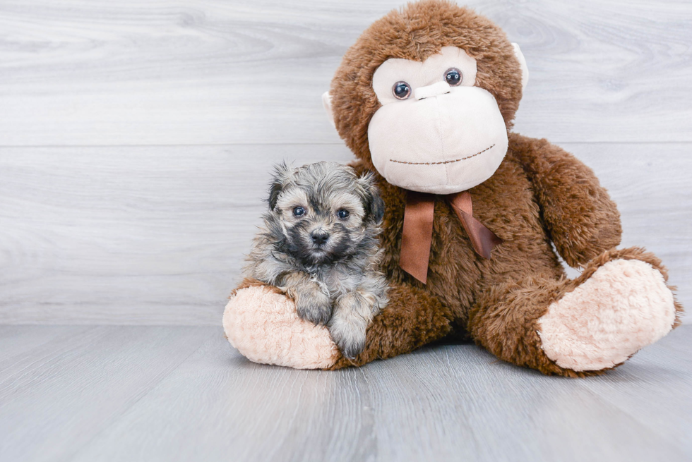 Petite Maltipoo Poodle Mix Pup