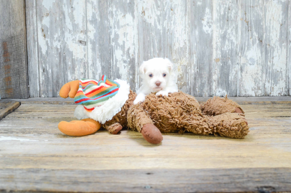 Havanese Pup Being Cute