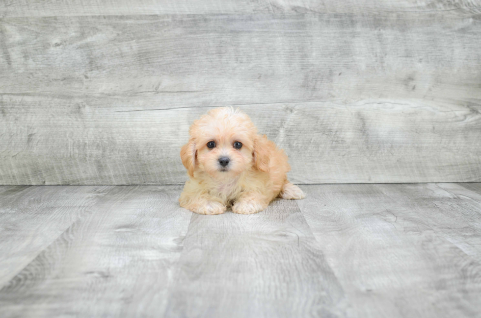 Cavachon Puppy for Adoption