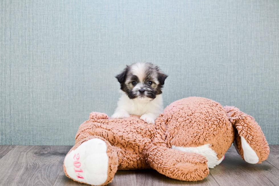 Best Havanese Baby