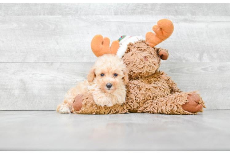 Poodle Pup Being Cute