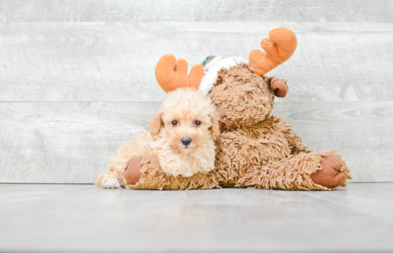 Poodle Pup Being Cute