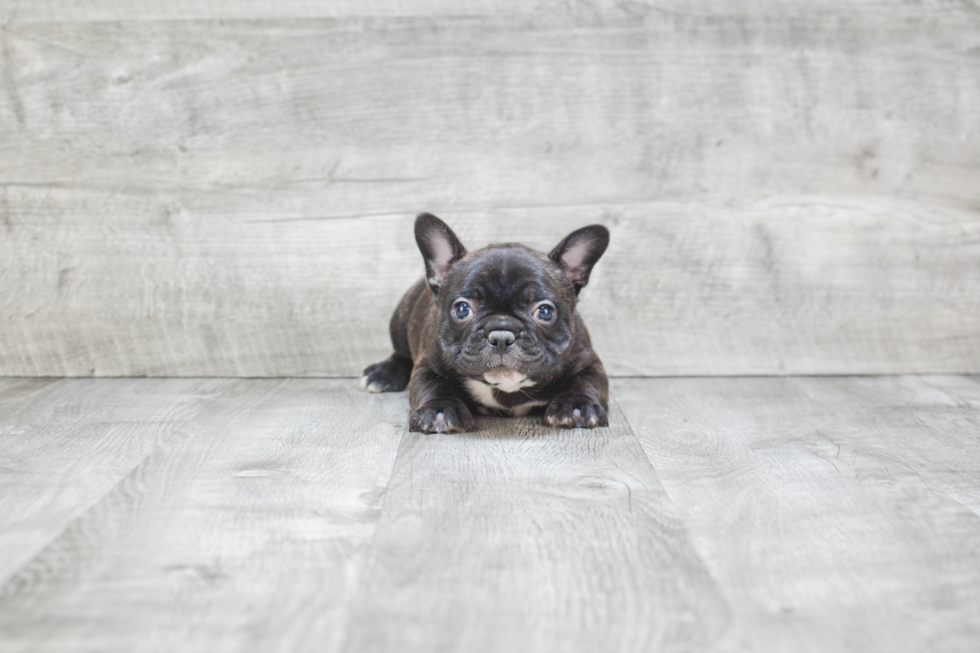 Akc Registered French Bulldog Purebred Pup