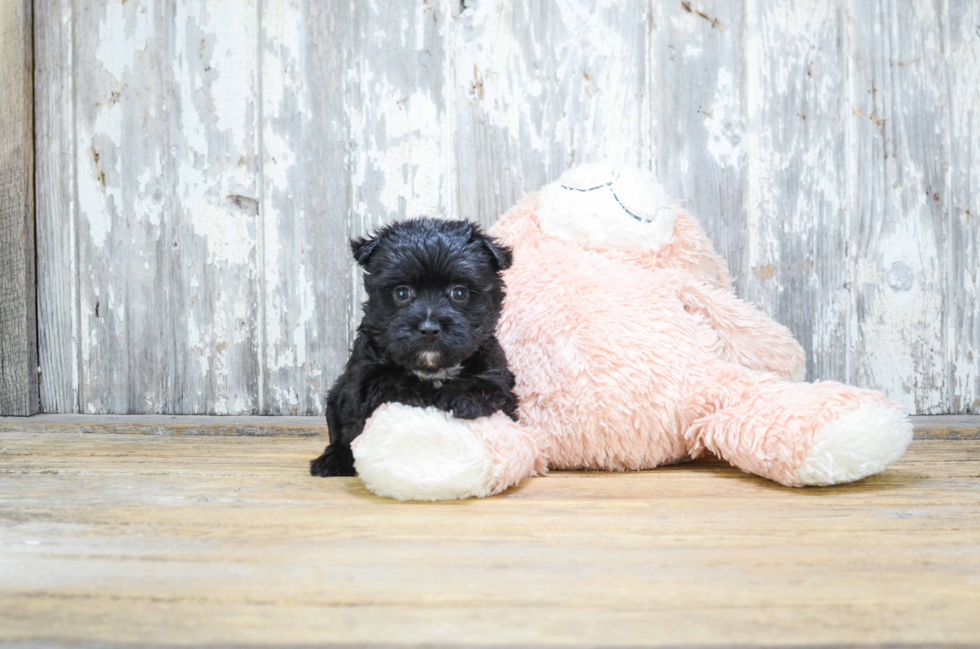 Best Morkie Baby