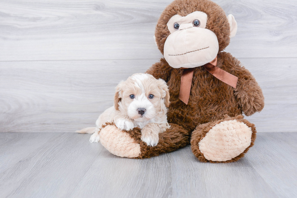 Sweet Maltipoo Baby